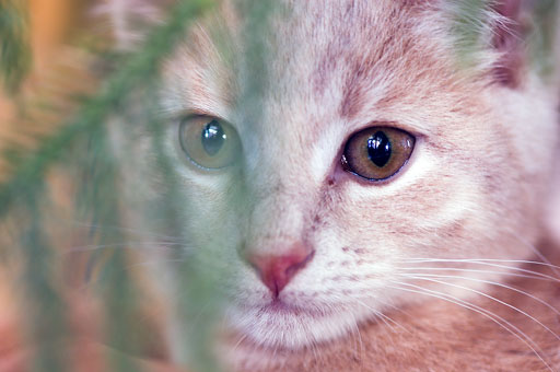 Kitten Eyes. by Joseph Howse. Portraying Sanibel Delphinium Andromeda. July 26, 2007.