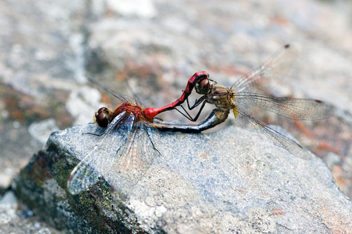 Dragonflies+mating+season