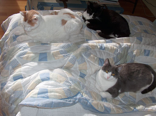 Nummness Season, 2004. by Joseph Howse. Portraying Plasma Tigerlily Zoya (front right), Dr. L. S. River, NummNumm (rear left) and Leo Lazy Lion (rear right). December 31, 2004.