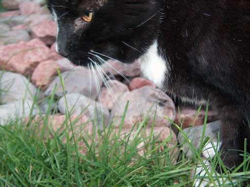 Tongue and Grass. by Joseph Howse. 2004.