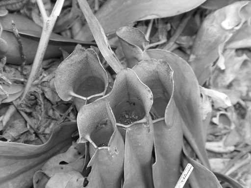 Pitcher Plants of the Apocalypse. by Joseph Howse. May 21, 2005.