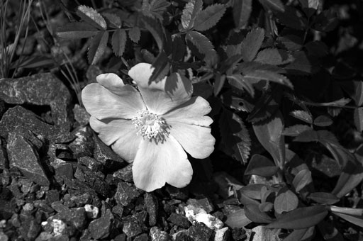 Roadside Rose. by Joseph Howse. July 8, 2006.