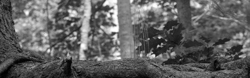 Long, Gnarled Roots. by Joseph Howse. July 27, 2006.