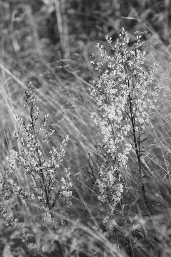 Goldenrod on Rye. by Joseph Howse. September 13, 2007.