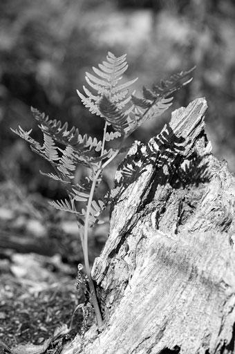 Little Fern. by Joseph Howse. September 17, 2007.