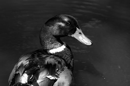 Cruising Mallard. by Joseph Howse. July 3, 2006.