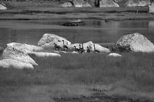 Canada Geese in Retreat. by Joseph Howse. July 8, 2006.