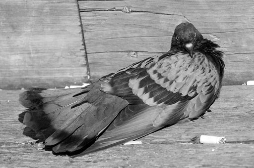 Smoker Pigeon. by Joseph Howse. September 9, 2007.