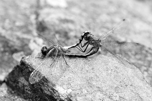 Dragonfly Love. by Joseph Howse. September 9, 2007.