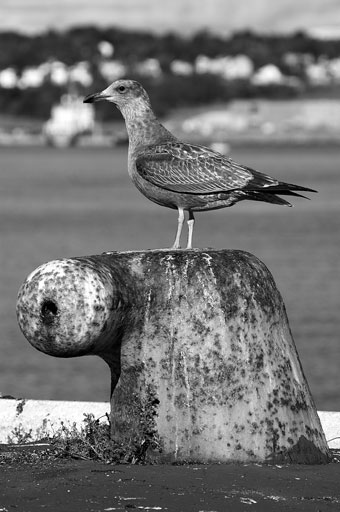 Seagull on Mooring. by Joseph Howse. September 16, 2007.