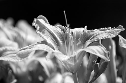 Daylilies against Shade. by Joseph Howse. July 18, 2006.