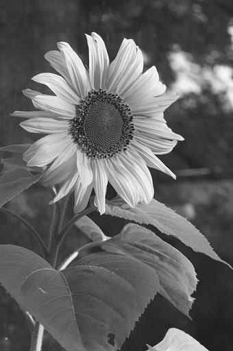 Pollinating Sunflower. by Joseph Howse. September 11, 2006.