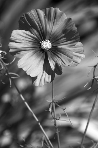 Swirling Cosmos. by Joseph Howse. September 6, 2007.