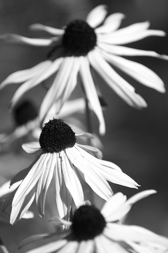 Three Black-eyed Susans. by Joseph Howse. September 16, 2007.