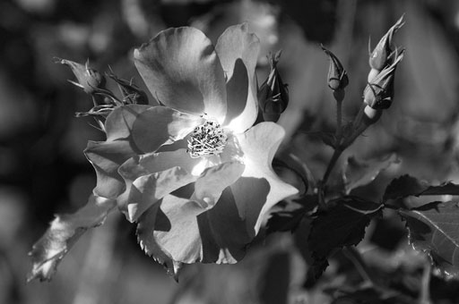 Red-Green Rose. by Joseph Howse. September 16, 2007.