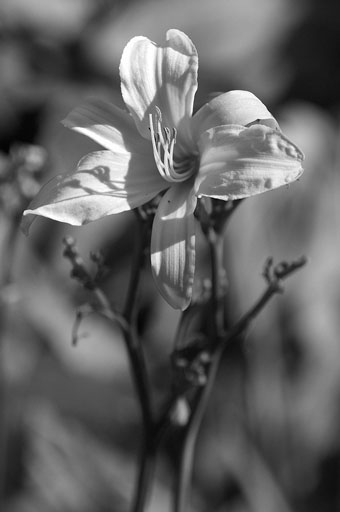 Yellow Lily. by Joseph Howse. September 16, 2007.