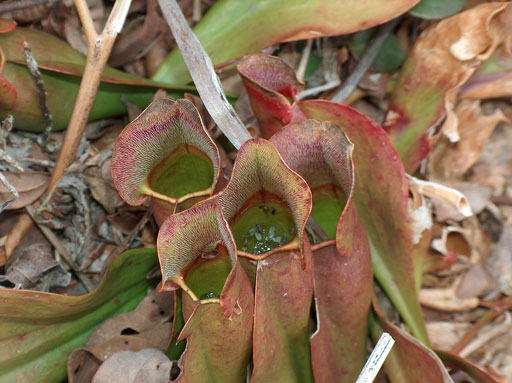 Pitcher Plants of the Apocalypse. by Joseph Howse. May 21, 2005.