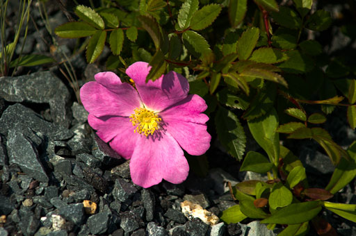 Roadside Rose. by Joseph Howse. July 8, 2006.