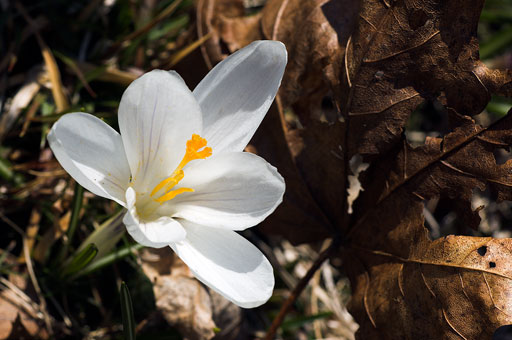 End of Winter. by Joseph Howse. April 21, 2007.