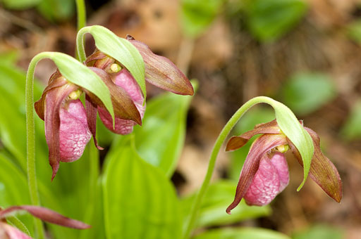 Layered Lady Slippers. by Joseph Howse. June 7, 2007.