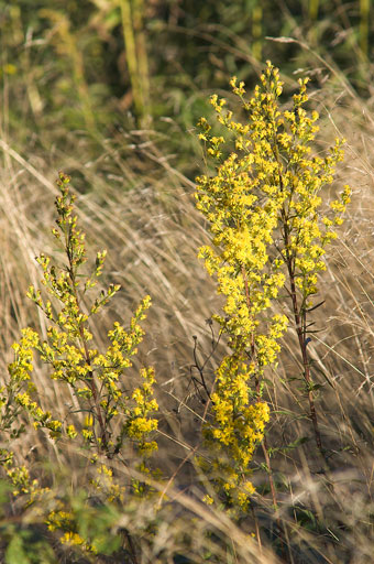 Goldenrod on Rye. by Joseph Howse. September 13, 2007.