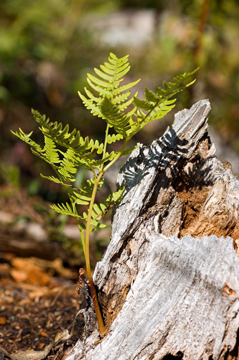 Little Fern. by Joseph Howse. September 17, 2007.