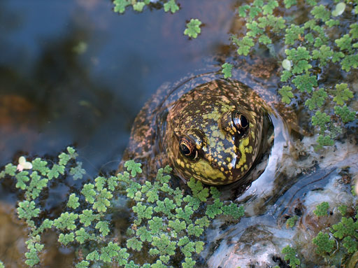 Slick Frog. by Joseph Howse. September 13, 2005.