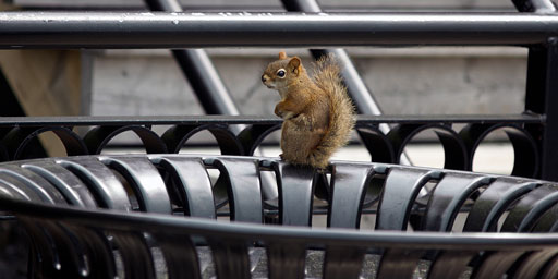 Parker the Ordinance Squirrel. by Joseph Howse. May 28, 2006.