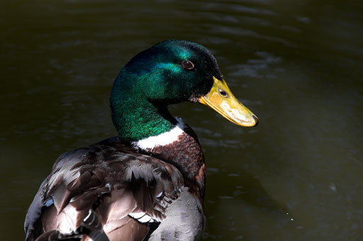 Cruising Mallard. by Joseph Howse. July 3, 2006.