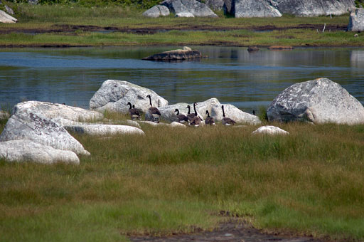 Canada Geese in Retreat. by Joseph Howse. July 8, 2006.