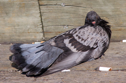 Smoker Pigeon. by Joseph Howse. September 9, 2007.