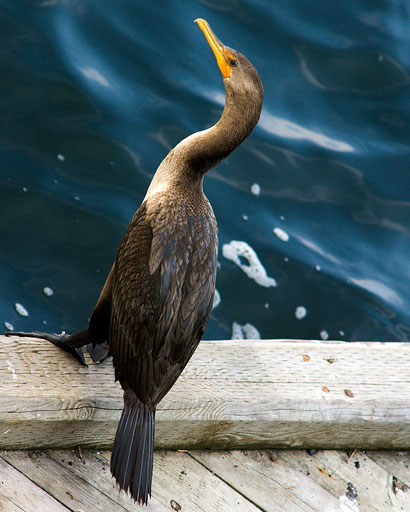 Tilted Cormorant. by Joseph Howse. September 9, 2007.