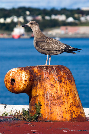 Seagull on Mooring. by Joseph Howse. September 16, 2007.