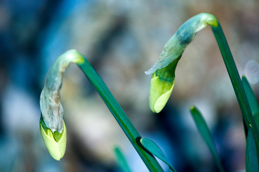 Sleeping Daffodils 1. by Joseph Howse. April 21, 2006.