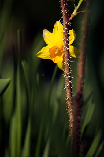 Daffodil in Distress 1. by Joseph Howse. May 15, 2006.