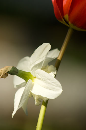 Daffodil in Distress 2. by Joseph Howse. May 15, 2006.