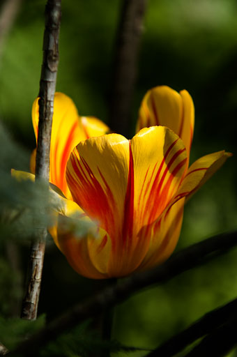 Venerable Tulip 4. by Joseph Howse. May 29, 2006.