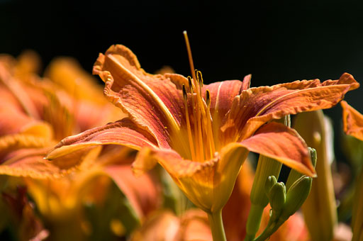 Daylilies against Shade. by Joseph Howse. July 18, 2006.