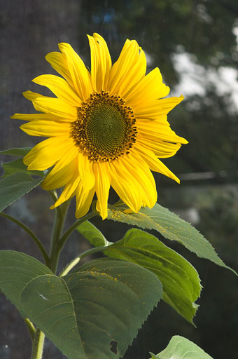 Pollinating Sunflower. by Joseph Howse. September 11, 2006.