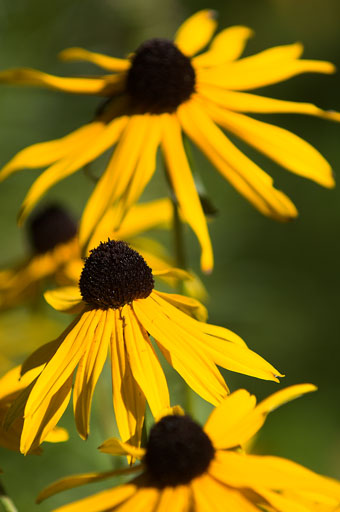 Three Black-eyed Susans. by Joseph Howse. September 16, 2007.