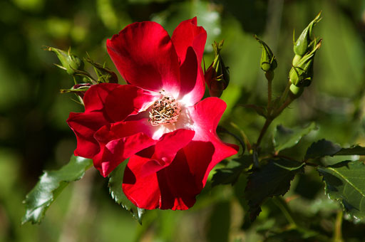 Red-Green Rose. by Joseph Howse. September 16, 2007.