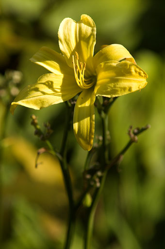 Yellow Lily. by Joseph Howse. September 16, 2007.