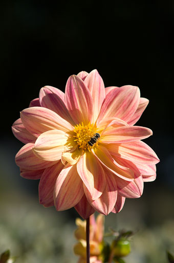 Wasp on Zinnia. by Joseph Howse. September 17, 2007.