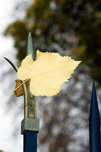 Paris in the Fall 1. by Joseph Howse. November 25, 2006.