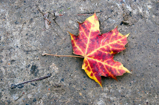 Paris in the Fall 3. by Joseph Howse. November 28, 2006.